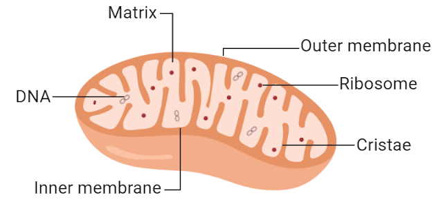 Mitochondrial Structure Diagram