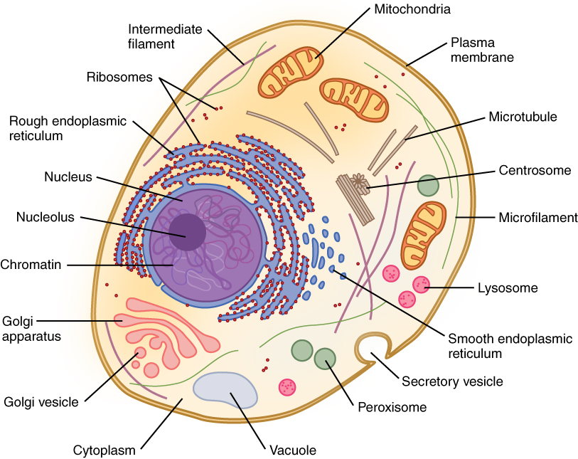 Animal Cell Structure Detailed Diagram