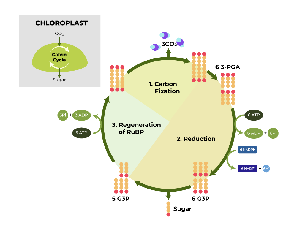 Calvin Benson cycle