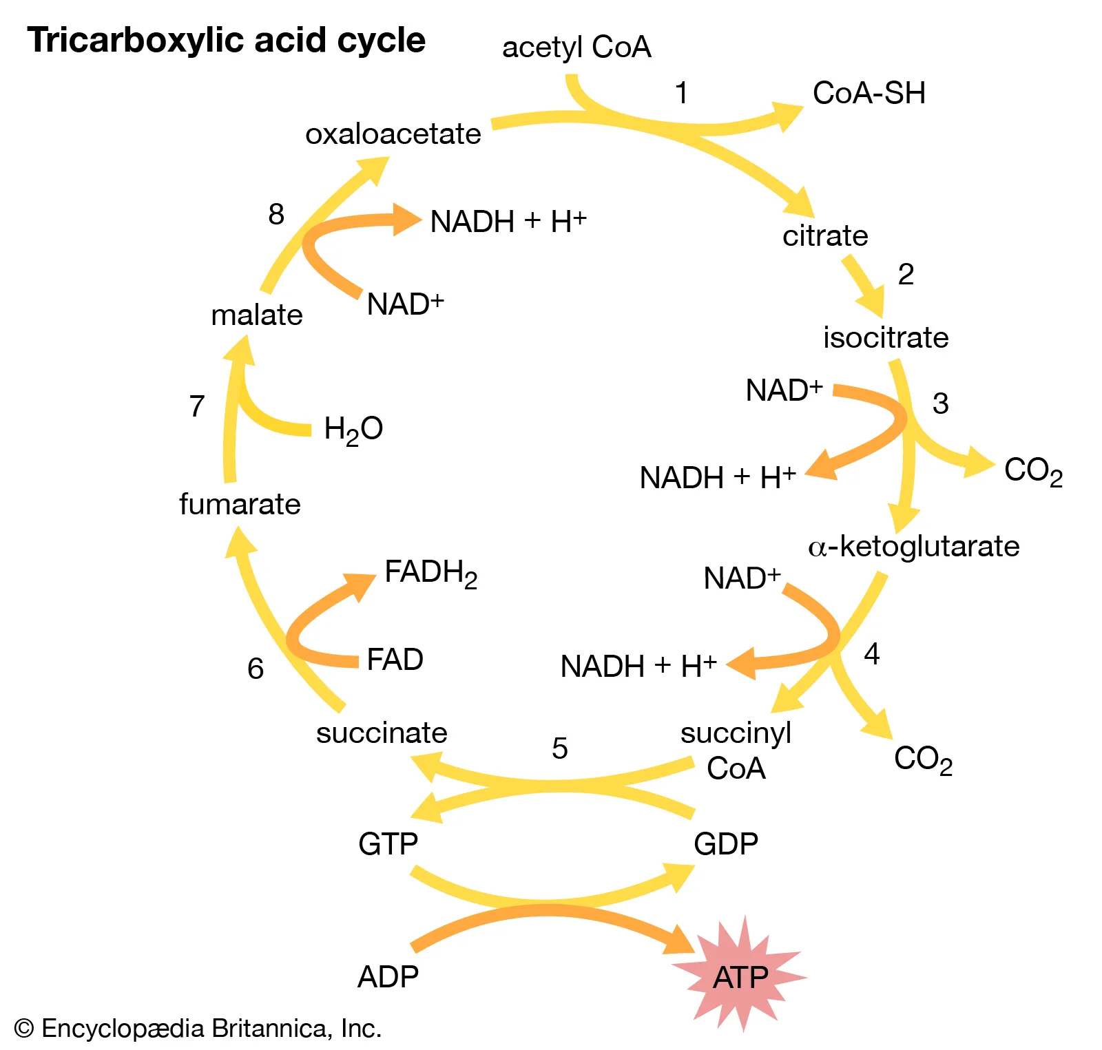 Glycolysis pathway