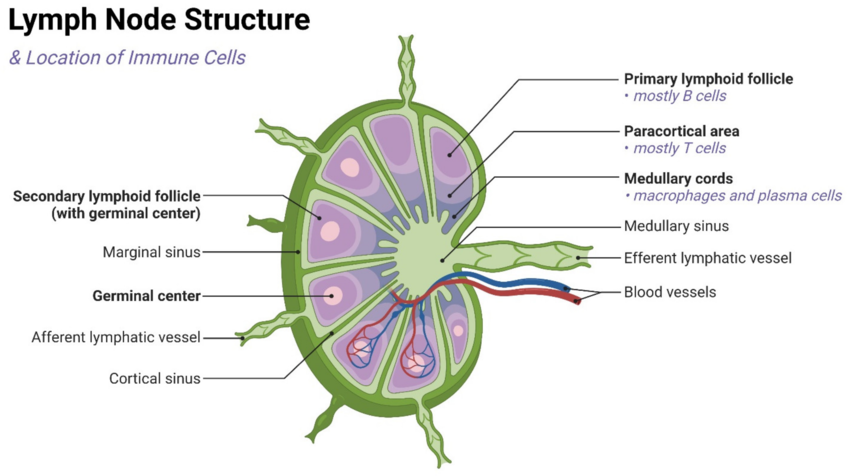 Internal structure of a lymph node