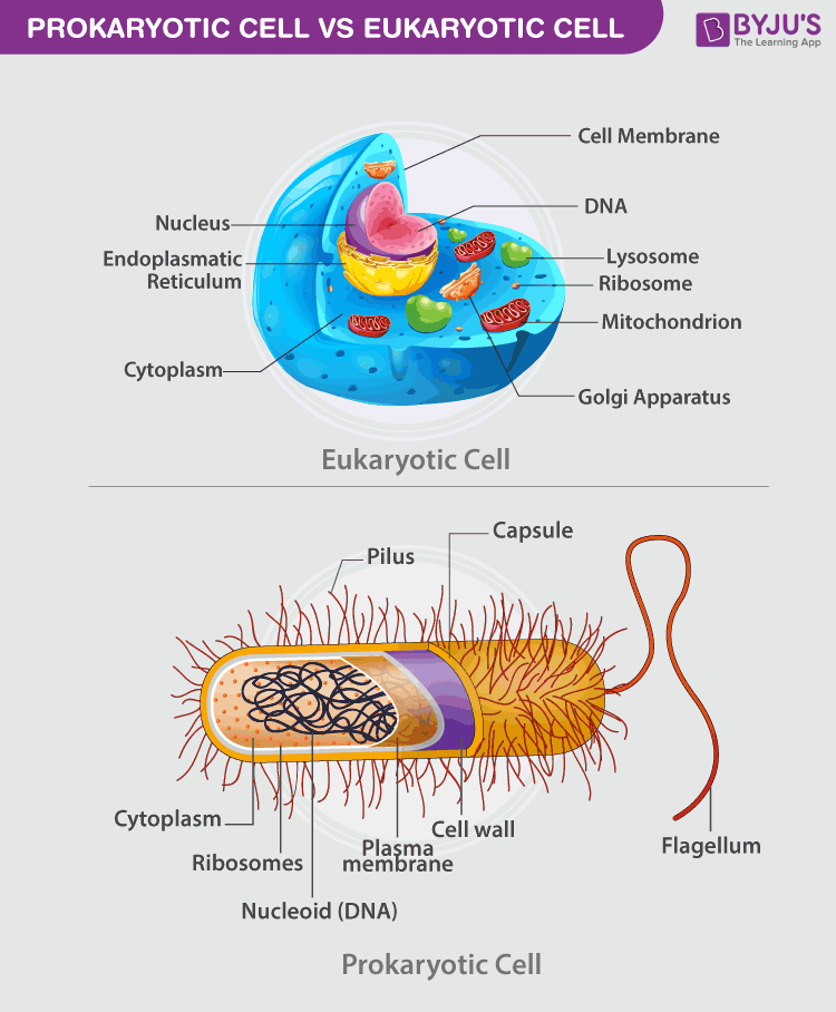 Prokaryotic cell structure