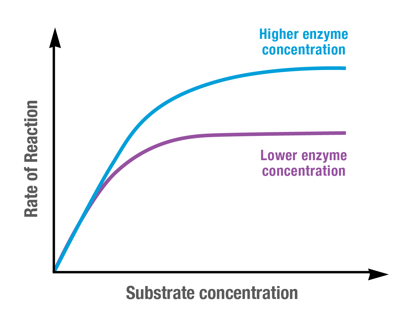 Michaelis Menten saturation curve