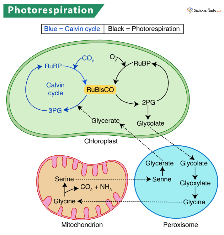 C4 carbon fixation pathway