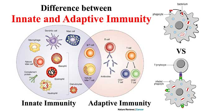 Innate and adaptive immunity compared
