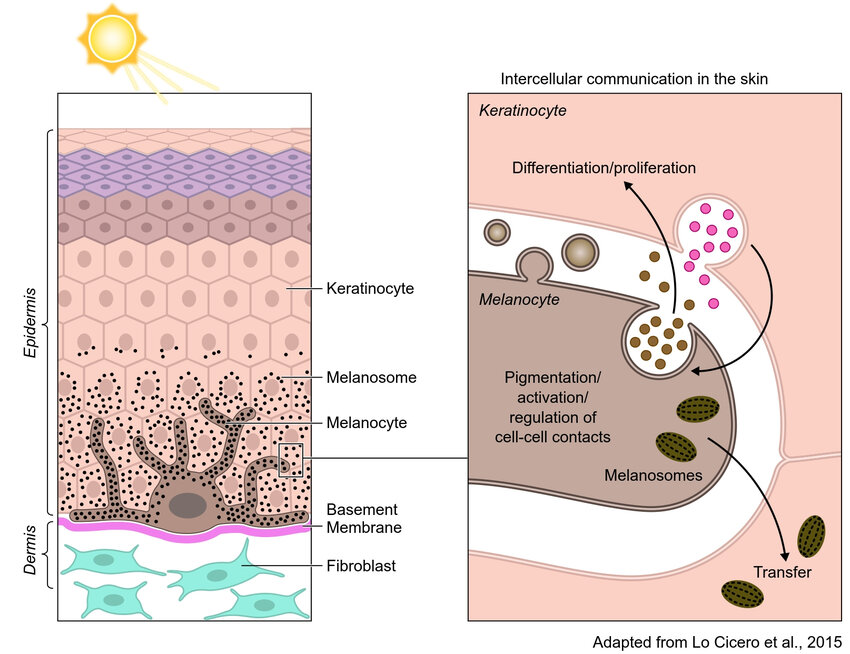 Epidermal keratinisation