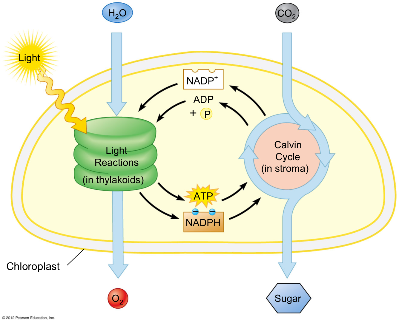 Chloroplast structure