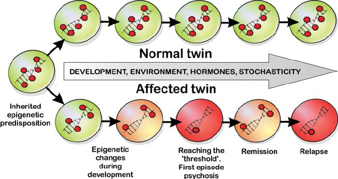 Euchromatin and heterochromatin