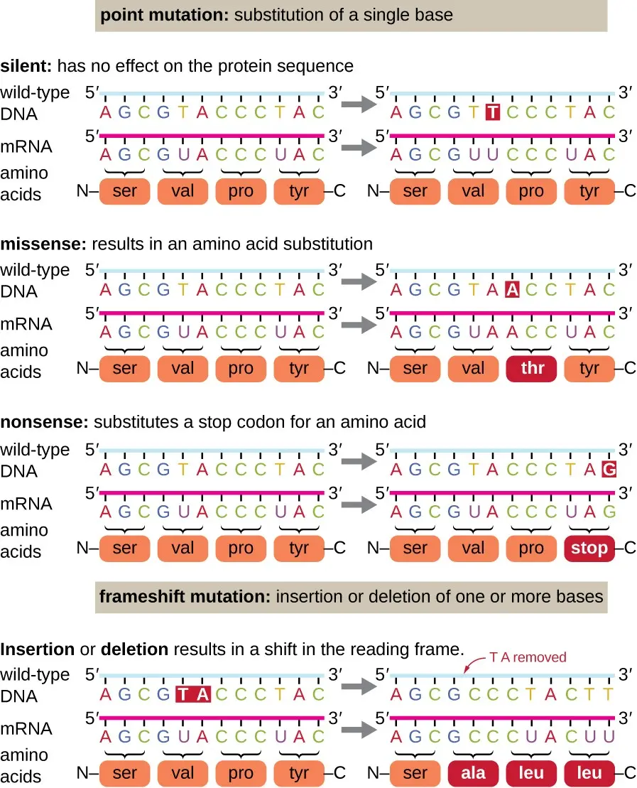 Silent missense and nonsense mutations