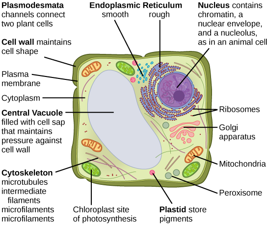 Plant Cell Structure Detailed Diagram