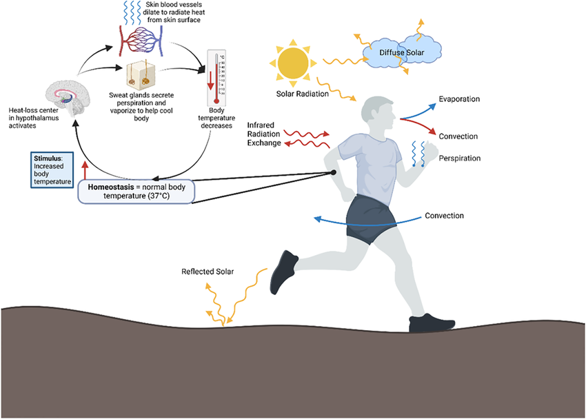 Brown adipose nonshivering thermogenesis