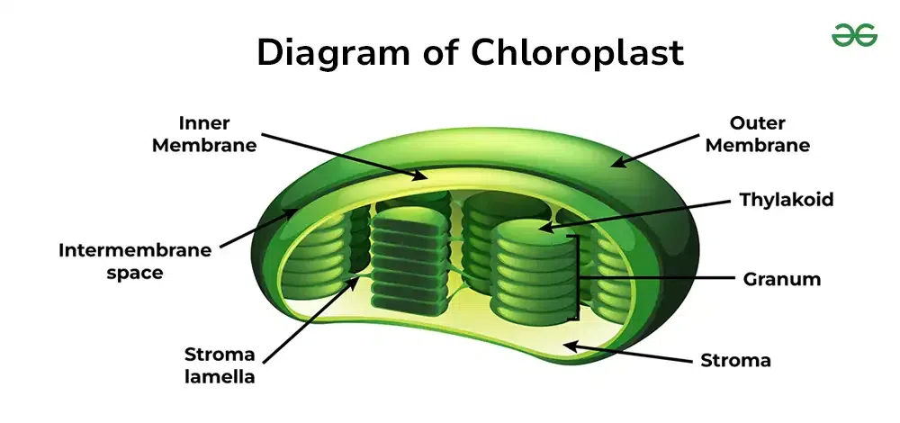 Chloroplast Structure